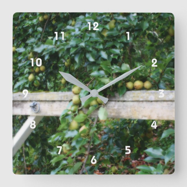 Horloge Carrée Bartlett Pears On Tree Orton Effet  (Recto)