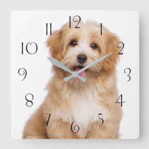 Horloge Carrée Beau chiot rougeâtre havanais bien assis