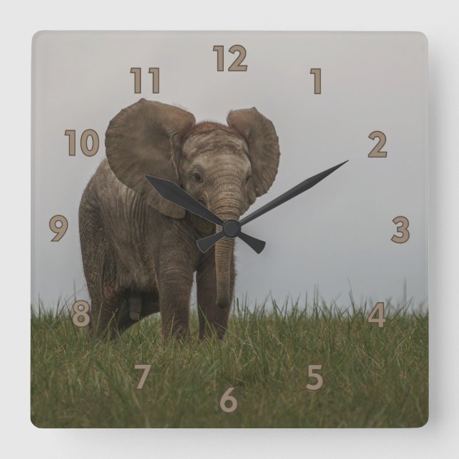 Horloge Carrée Beau éléphant d'African Bush (Recto)