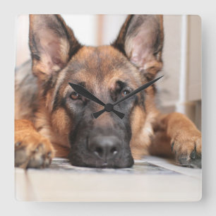 Horloge Carrée Berger Allemand Sleepy Votre Propre Chien Photo 