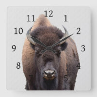 Bison Buffalo Photo 135