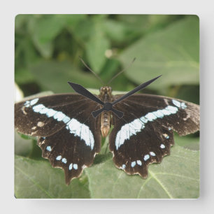 Horloge Carrée Black and White Tropical Butterfly Wall Clock
