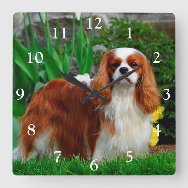 Horloge Carrée Blenheim Cavalier King Charles Spaniel Chien (Recto)