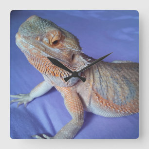 Horloge Carrée Bleu barbu adorable d'image de dragon