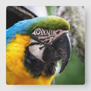 Horloge Carrée Blue and yellow macaw