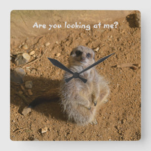Horloge Carrée Boîtier Meerkat Funny Drusillas Park