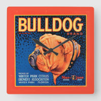 Bull Dog sur un Arrière - plan bleu