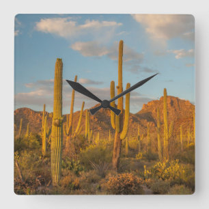 Horloge Carrée Cactus saguaro au coucher du soleil, Arizona