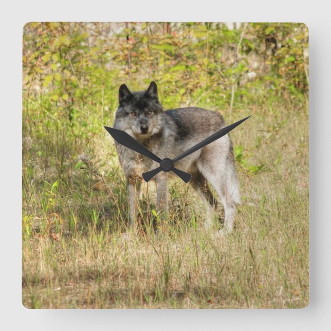 Horloge Carrée Cadeau photo Gray Wolf & Wilderness (Recto)