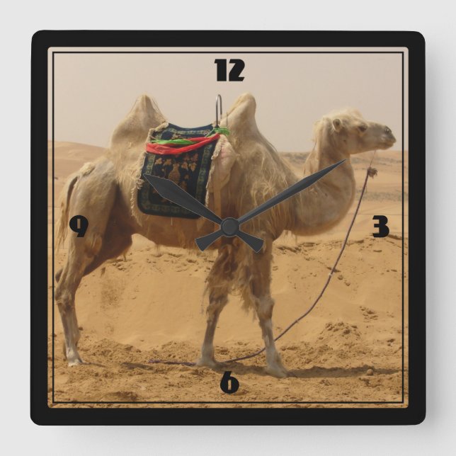 Horloge Carrée Camel in the desert (Recto)