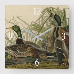 Horloge Carrée Canard colvert d'après Birds of America de Audubon