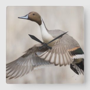 Horloge Carrée Canard pilet Drake effectuant le vol