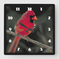 Cardinal rouge perché sur une branche d'arbre