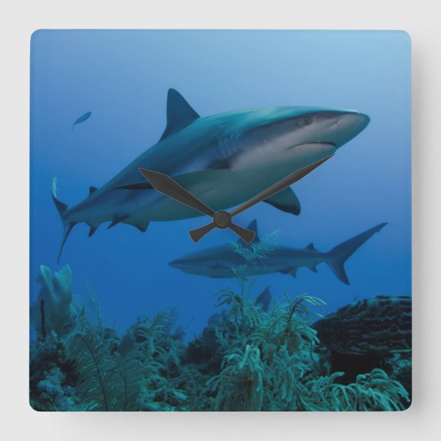 Horloge Carrée Caribbean Reef Shark (Recto)