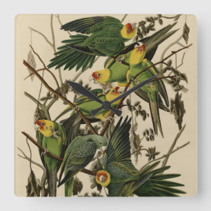Horloge Carrée Carolina Parrot de Audubon's Birds of America