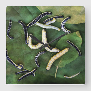Horloge Carrée Catalpa Worms