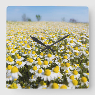 Horloge Carrée Champ chamomile, Hongrie
