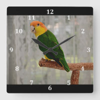 Chanter blanc Bellied Caique Parrot