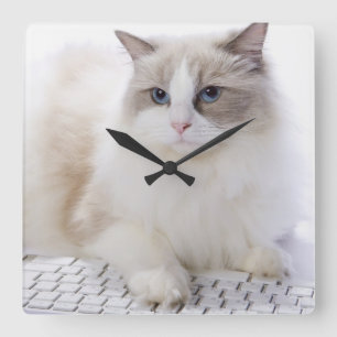 Horloge Carrée Chat de Ragdoll sur le clavier d'ordinateur