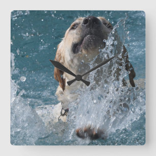 Horloge Carrée Chien d'eau jaune de labrador retriever