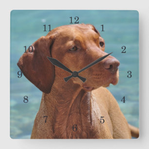 Horloge Carrée Chien magyar de Vizsla