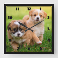 Chiens