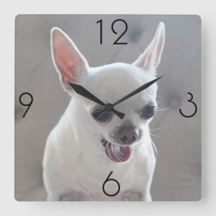 Horloge Carrée Chihuahua Photo Large Square Wall Clock