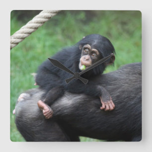 Horloge Carrée Chimpanzé 032