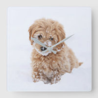 Chiot De Goldendoodle Avec La Neige À La Face