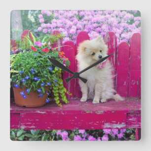 Horloge Carrée Chiot Poméranien Fluffé sur banc de jardin rustiqu