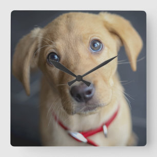 Horloge Carrée Chiot Red Fox Labrador