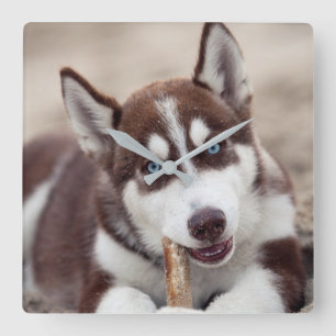 Horloge Carrée Chiot sibérien Husky à la plage