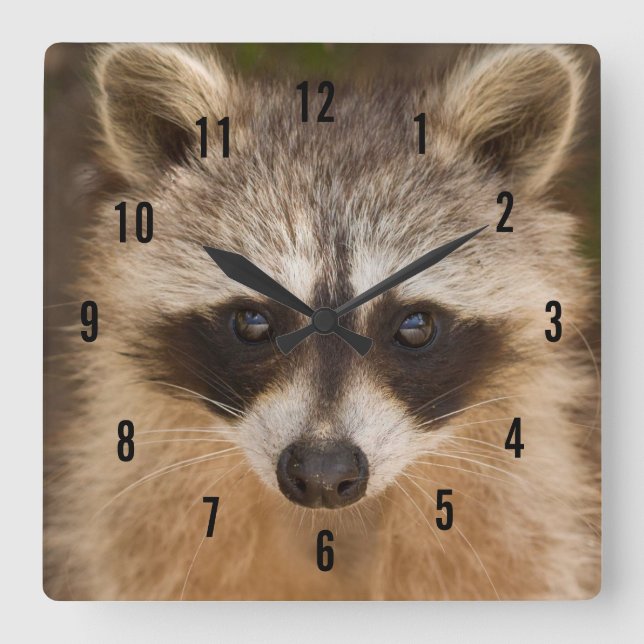 Horloge Carrée Clock Raccoon (Recto)