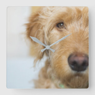 Horloge Carrée Closeup de Goldendoodle
