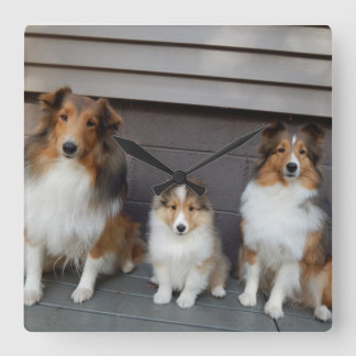 Horloge Carrée Clôture murale Sheltie Trio