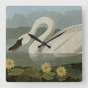 Horloge Carrée Common American Swan - Audubon's Birds of America