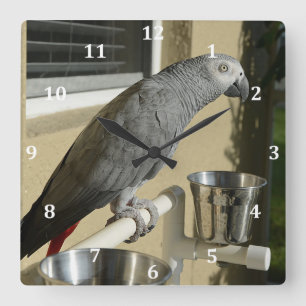 Horloge Carrée Congo : Le perroquet gris africain sur pied