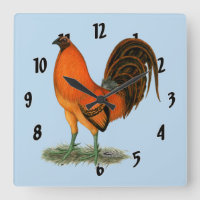 Coq de combat Ginger Rouge