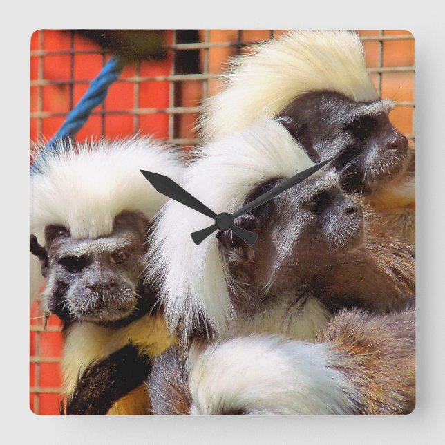 HORLOGE CARRÉE COTON - TOP TAMARIN SINGES (Recto)