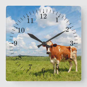 Horloge Carrée Curious cow standing on meadow.