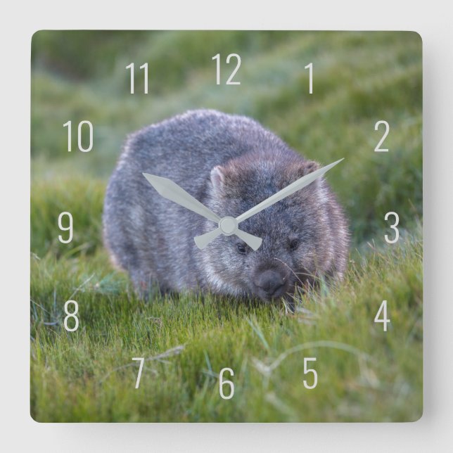 Horloge Carrée Cute Wombat Animal Wildlife Australia Green (Recto)