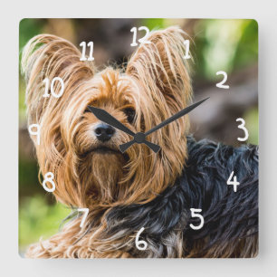 Horloge Carrée Cute Yorkshire Terrier Chien dans le jardin