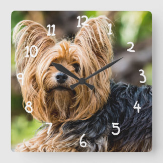 Horloge Carrée Cute Yorkshire Terrier Chien dans le jardin