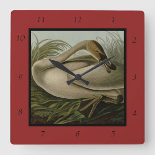 Horloge Carrée Cygne trompette - Audubon's Birds of America