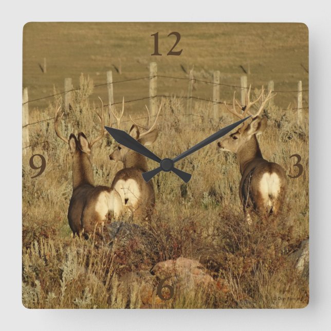 Horloge Carrée D30 Mule Deer Bucks (Recto)