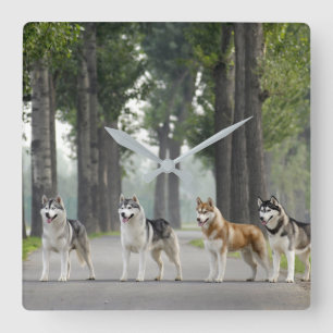Horloge Carrée De beaux chiens Husky sur un sentier naturel