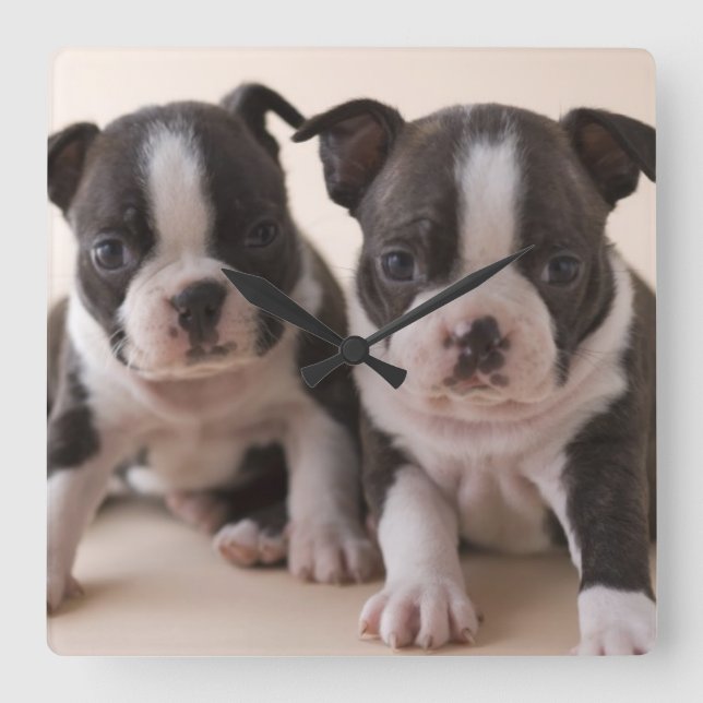Horloge Carrée Deux Chiots de Boston Terrier (Recto)