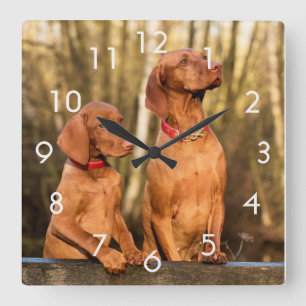 Horloge Carrée Deux Golden Rust Vizsla Dogs