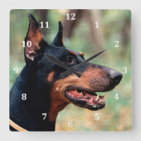Doberman Pinscher dans les bois