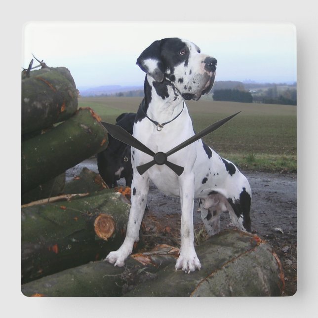Horloge Carrée Dogge allemand, Great Dane, chiens, Dogue Allemand (Recto)